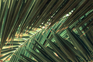 Palm Tree Sharp Leaves Focus Shot Wallpaper