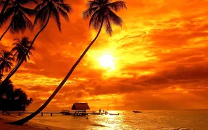 Palm Tree Sunset Island Wallpaper