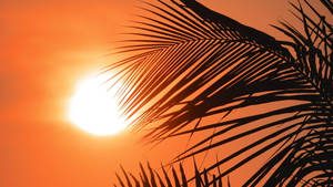 Palm Tree Sunset Leaves Wallpaper