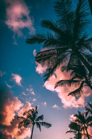 Palm Tree Sunset Pink Clouds Wallpaper