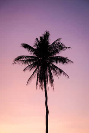 Palm Tree Tumblr Photography Iphone Aesthetic Wallpaper