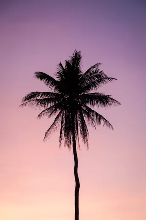 Palm Tree Tumblr Photography Iphone Aesthetic Wallpaper