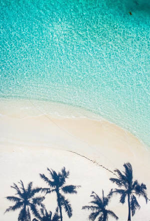 Palm Trees And Ocean Blue Waters Wallpaper