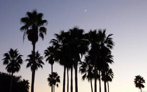 Palm Trees At Sunset In Hollywood Wallpaper