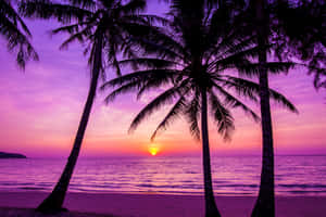 Palm Trees Beach Purple Sunset Silhouette Wallpaper