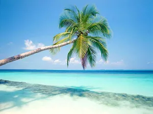 Palm Trees Beach Summer Vacation Wallpaper