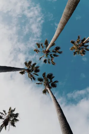 Palm Trees In Blue Aesthetic Sky Wallpaper