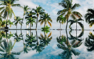 Palm Trees Reflecting On Water Tropical Desktop Wallpaper