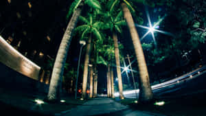 Palm Trees Street Night Wallpaper