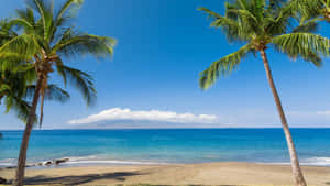 Palm Trees Tropical Beach Hawaii Wallpaper