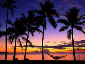 Palm Trees Tropical Beach Sunset View Wallpaper