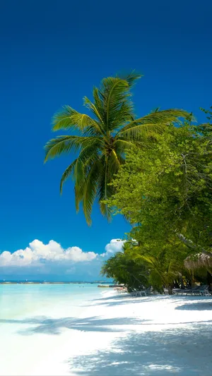 Palm Trees Tropical Beach Vibes Wallpaper