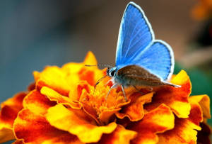 Palos Verdes Butterfly On Flower Wallpaper