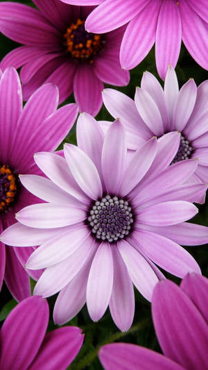 Panasonic Pink Flowers Wallpaper