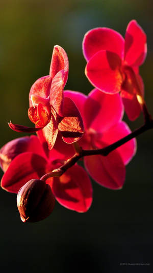 Panasonic Red Flowers Wallpaper