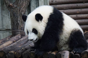 Panda Bear On Logs