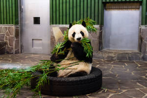 Panda Eating Bamboo Wallpaper