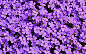 Panoramic View Of A Vibrant Purple Flower Field Wallpaper