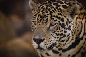 Pantanal Jaguar Wallpaper