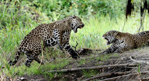 Pantanal Jaguars Wallpaper