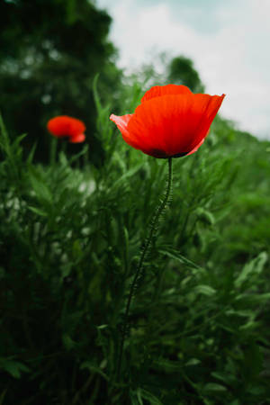 Papaver Dubium Flower Android Wallpaper