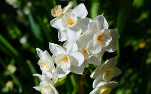 Paperwhite Narcissus Flowers Wallpaper