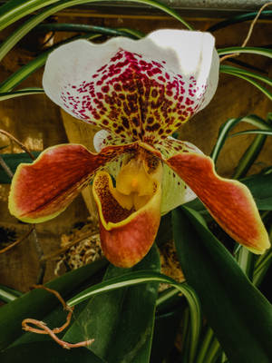 Paphiopedilum Orchid Wallpaper