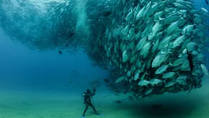 Papua New Guinea School Of Fish Wallpaper