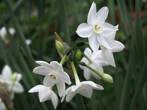 Papyraceus Narcissus Flowers Wallpaper