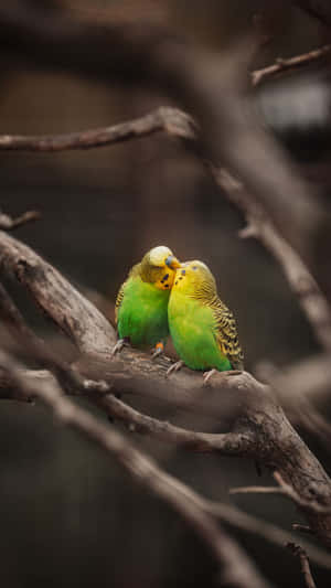 Parakeet Couple Bird Iphone Wallpaper