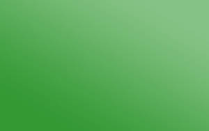 Parakeet Green Plain Color Wallpaper