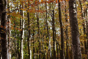 Paranormal Autumn Forest Trees Wallpaper