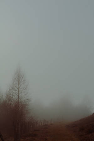Paranormal Foggy Mountain Trail Wallpaper