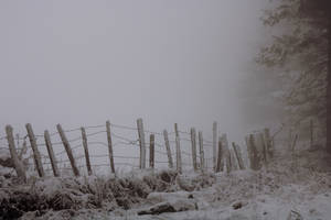 Paranormal Foggy Winter Field Wallpaper
