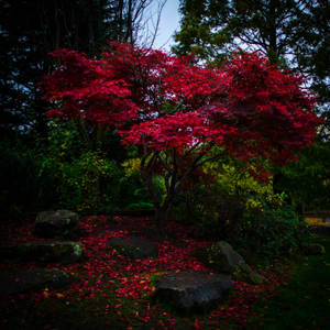 Park Red Maple Tree Wallpaper
