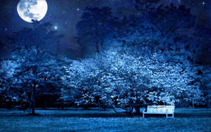 Park Under The Moon Night Sky Wallpaper