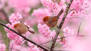 Parrotbills With Sakura Flower Pc Wallpaper