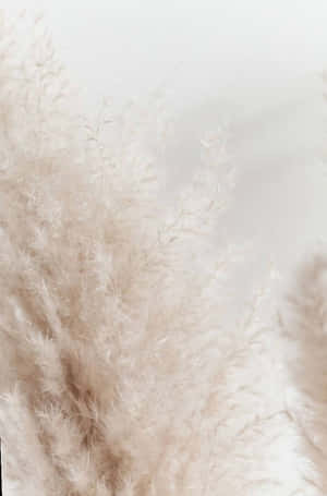 Passe Grass Adds Texture And Grandeur To Any Outdoor Landscape Wallpaper