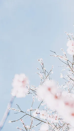 Pastel Ipad Sakura Flowers Wallpaper