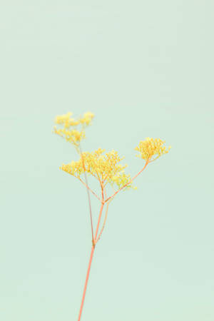 Pastel Ipad Yellow Twig Flower Wallpaper