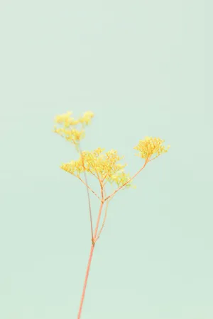 Pastel Ipad Yellow Twig Flower Wallpaper