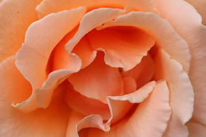 Pastel Orange Rose Hd Wallpaper