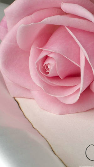 Pastel Pink Rose Iphone Wallpaper
