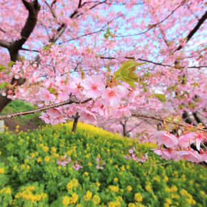 Pastel Pink Spring Tree Ipad Wallpaper