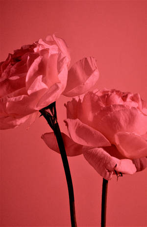 Pastel Red Aesthetic Garden Roses Wallpaper