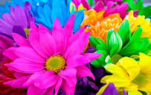 Patch Colorful Daisies Wallpaper