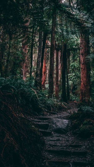 Path Jungle Iphone Wallpaper