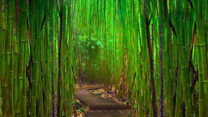 Path With Bamboo Plants Wallpaper