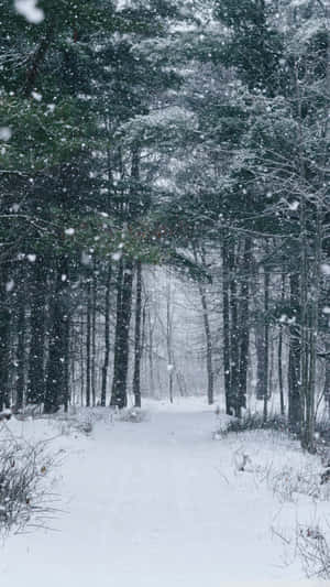 Path With Snow Falling Wallpaper