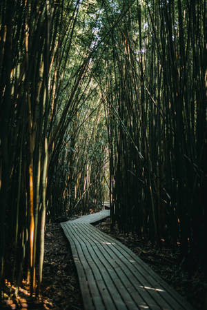 Pathway With Bamboos Wallpaper